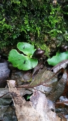 Corybas recurvus