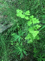 Thalictrum sparsiflorum richardsonii