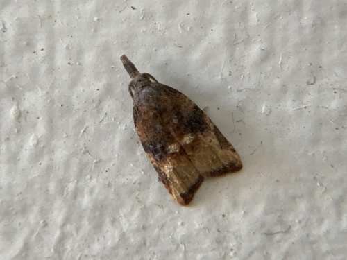 photo of Omnivorous Leafroller Moth (Platynota stultana)