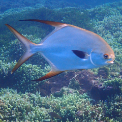 Trachinotus blochii