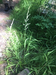 Arctagrostis latifolia