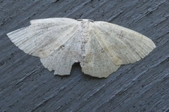 Cyclophora albipunctata