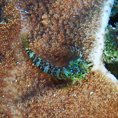 Enneapterygius rufopileus