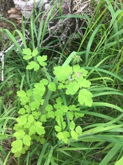 Thalictrum sparsiflorum richardsonii