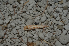 Terebridae