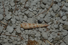 Terebridae