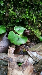 Corybas recurvus
