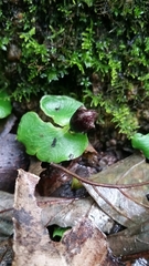 Corybas recurvus