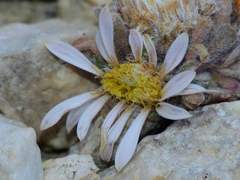 Townsendia condensata