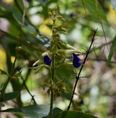 Salvia albocaerulea