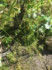 Juncus filiformis