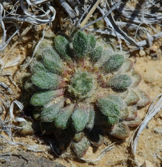 Townsendia condensata