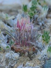 Townsendia condensata