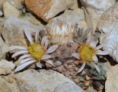 Townsendia condensata