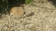 Holcosus quadrilineatus