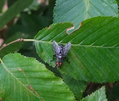 Sarcophaga subvicina