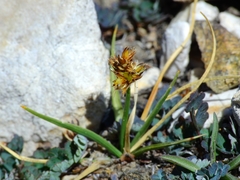 Carex incurviformis