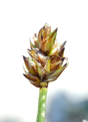 Carex incurviformis