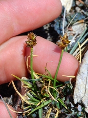 Carex incurviformis