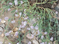 Heliotropium curassavicum