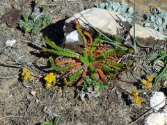 Ivesia lycopodioides scandularis