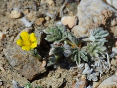 Potentilla pseudosericea