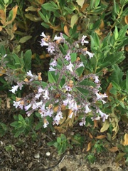 Eriodictyon crassifolium