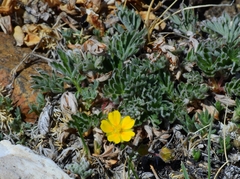 Potentilla morefieldii