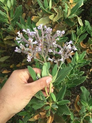 Eriodictyon crassifolium