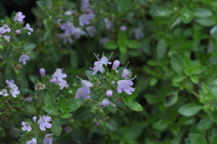 Thymus semiglaber