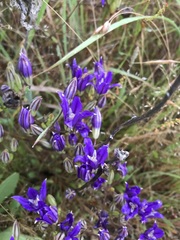 Brodiaea rosea rosea