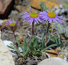 Erigeron pygmaeus