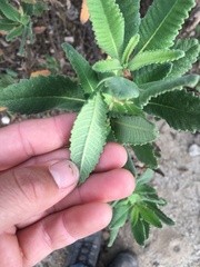 Eriodictyon crassifolium