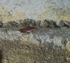 Periplaneta australasiae