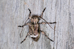 Leptostylus transversus