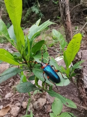 Stenaspis verticalis
