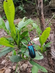 Stenaspis verticalis