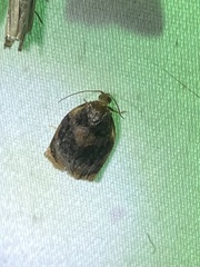 Archips infumatana