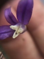 Brodiaea rosea rosea