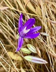 Brodiaea rosea rosea