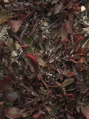 Rhizomatosae