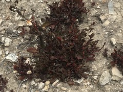 Rhizomatosae