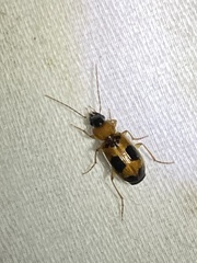 Badister neopulchellus