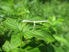 Hellinsia didactylites