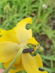 Agrilaxia alticola