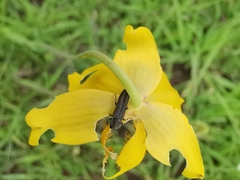 Agrilaxia alticola