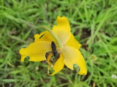 Agrilaxia alticola
