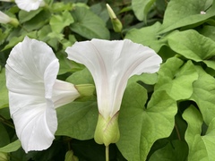 Calystegia × lucana