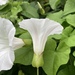 Hybrid Bindweed - Photo (c) Peter Zika, some rights reserved (CC BY-NC), uploaded by Peter Zika
