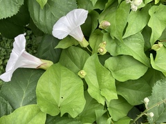 Calystegia × lucana
